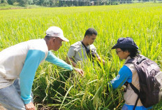 Mukomuko Perkuat Peran Penyangga Swasembada Pangan Nasional