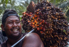 Dampak Positif dan Negatif Industri Sawit