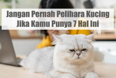 Jangan Pernah Pelihara Kucing Jika Kamu Punya 7 Hal Ini