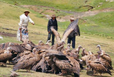 Jenazah Dimakan Burung Nasar, Begini Rutual Pemakamam Langit di Tibet