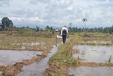 Bersiap Turun Tanam, Petani Mulai Bersihkan Lahan Persawahan