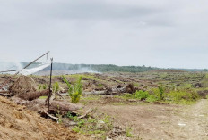 Harga 1 Ha Kebun Sawit Mencapai Rp 250 Juta