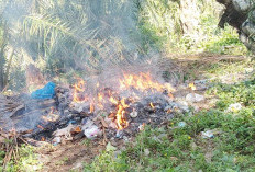 12 Ha Lahan di Air Manjuto Terbakar, Ini Pesan Camat