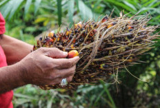 Panduan Lengkap Budidaya Kelapa Sawit bagi Pemula, Menuju Kesuksesan di Industri Pertanian Unggulan