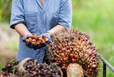 Cara Mendeteksi Penyebab Buah Sawit Kecil, Kenali 3 Ciri Ciri Fenomena Kelapa Sawit Ini