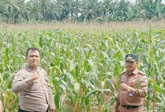 Tanaman Jagung Ketahanan Pangan Lubuk Gedang Bakal Dipanen Bulan Depan