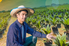 Simak Informasinya, Begini Cara Mencermati Perkebunan Kelapa Sawit Indonesia yang Strategis