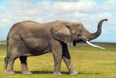 Konservasi Gajah: Upaya Melindungi Spesies yang Terancam Punah