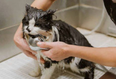 Mandi Kucing Bayi, Panduan Lengkap Usia dan Cara yang Benar