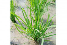 400 Ha Sawah di Selagan Raya Diserang Kepinding Tanah