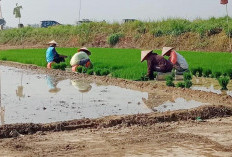 Mulai Turun Tanam, Mayoritas Petani Pilih Padi Varietas Ini