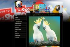 Macawparrotshop - Penipuan!!! Waspada Situs Penipuan Jual Beli Kakatua