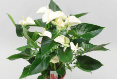 Anthurium, Pesona Tropis yang Memikat Hati Para Pecinta Tanaman