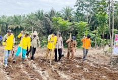Dukung Ketahanan Pangan, Pemdes Pondok Tengah Tanam Jagung Sadesahe