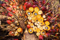 Membidik Masa Panen Optimal, Kapan Waktu Tepat Memanen Kelapa Sawit?