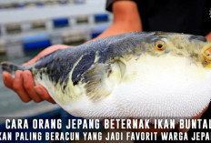 Ikan Buntal Paling Beracun, Makanan Favorit Orang Jepang