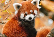 Keajaiban Panda Merah: Pesona Hewan Lucu dan Unik dalam Ordo Carnivora