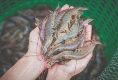 Rahasia Umpan Jitu Mengenal Jenis Udang yang Memikat Ikan Incaran