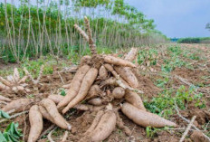 Rahasia Ubi Kayu Jumbo Panduan Lengkap Budidaya Ubi Kayu Hasil Melimpah