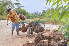 Harga Sawit Terus Meroket, Petani tak Sepenuhnya Gembira