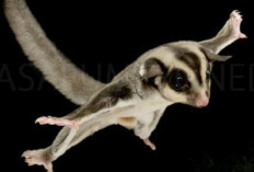 Sugar Glider, Si Lucu yang Melayang di Udara