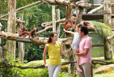 Petualangan Menakjubkan Hutan Hujan Tropis di Singapore Zoo