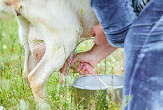 Susu Kambing Dicerna Tubuh Hanya 30 Menit, Sedangkan Susu Sapi Butuh 2 Jam Baca Faktanya