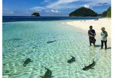  Berenang Bersama Hiu di Raja Ampat? Petualangan Menakjubkan di Surga Bawah Laut