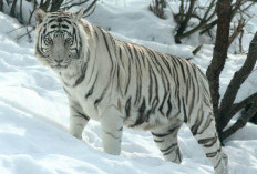 Si Raja Hutan yang Memukau! Mengungkap Misteri Harimau Putih, Keindahan Langka yang Terancam Punah!  ﻿