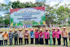Jagung Bantuan PT. Agro Muko Telah Dipanen 