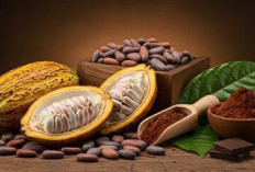 Ritual Cokelat di Seluruh Dunia: Tradisi dan Budaya Menikmati Cokelat yang Kaya