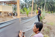 Sapi Diliarkan Jadi Tantangan Berat TPKK Sido Makmur dalam Program Ketahanan Pangan