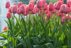 Melejitkan Tulip di Negeri Tropis,  Panduan Menanam Tulip di Iklim Indonesia