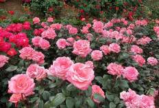 Wisata Kebun Mawar: Menikmati Keindahan dan Aroma di Hamparan Bunga yang Memukau!