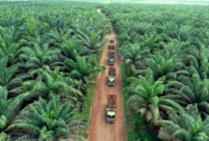 Proses Produksi Minyak Sawit dari Hulu ke Hilir, Sebuah Perjalanan dari Buah hingga Produk Akhir