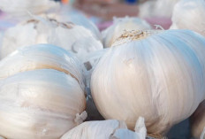 Sering Konsumsi Bawang Putih Tapi Tidak Tahu Manfaatnya? Berikut Manfaat dan Cara Konsumsinya Bawang Putih 