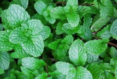 Manfaat Daun Mint untuk Kesehatan  Dari Mengatasi Stres Hingga Jaga Kesehatan Kulit 