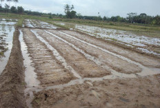 Petani Arah Tiga Mulai Turun Sawah