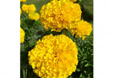 Bunga Marigolds, Lebih dari Sekedar Kecantikan