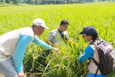 MT Dua 2025, Petani DI Manjuto Kanan Lanjut Tanam Padi