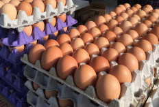 Mengenali Ciri-Ciri Telur Segar: Panduan Lengkap untuk Konsumen