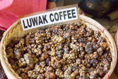 Secangkir Kopi, Ada Rasa Ada Resiko, Ayo Bandikan Resiko Minum Kopi Manual Dan Kopi Luwak