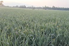 Padi Mulai Bunting, Ini Harapan Besar Para Petani