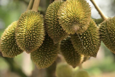 Rahasia Melimpahnya Buah Durian Cara Agar Bunga Durian Berkembang Baik Tanpa Rontok