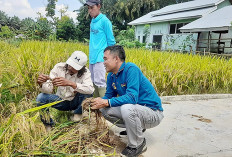 Saatnya Petani Tanam Padi Semi Organik 