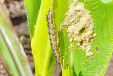 Petani di Air Manjuto Kewalahan Hadapi Serangan Ulat Grayak pada Tanaman Jagung