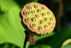 Merinding dan Mual Menyelami Dunia Trypophobia, Rasa Takut yang Tak Terlihat