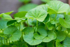 Centella Asiatica Si Ajaib dari Hutan yang Mampu Meremajakan Kulit