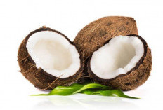 Memahami Kandungan Nutrisi Kelapa Tua: Lemak Sehat, Serat, dan Mineral!