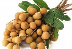 Rahasia Budidaya Kelengkeng Dari Bibit hingga Panen Melimpah